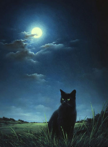 gatto di notte