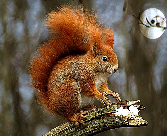 scoiattolo rosso